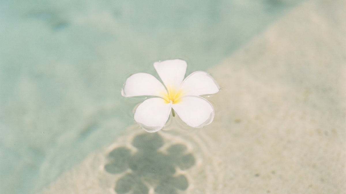 Single white plumeria floating on clear turquoise water
